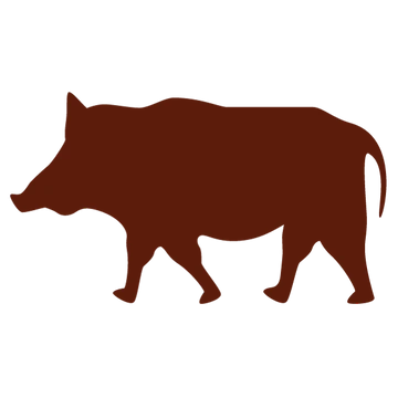 WILD BOAR