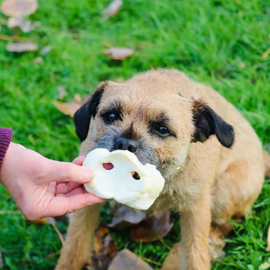 Large Puffed Pig Snouts