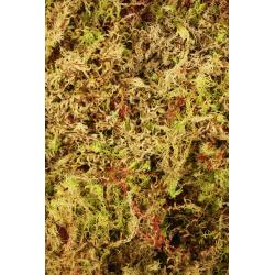 Komodo Habitat Moss 1.5L