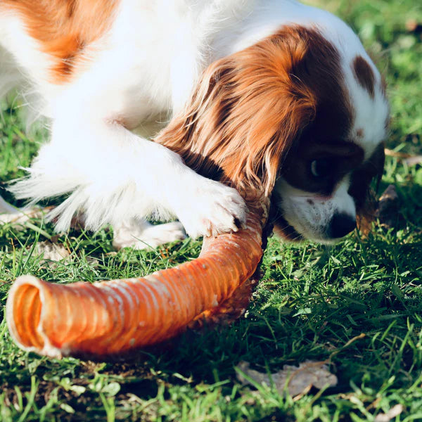 Trachea "Gullet" - Whole