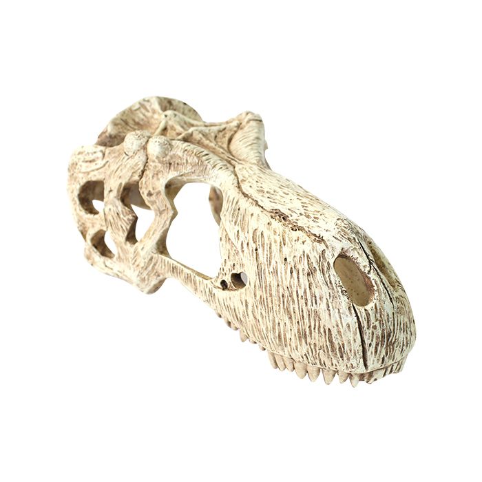 Komodo T-Rex Skull-Small