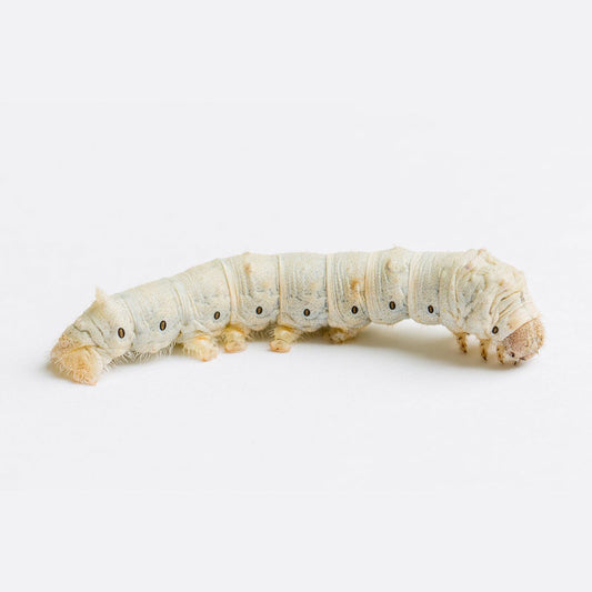 Silkworms Medium