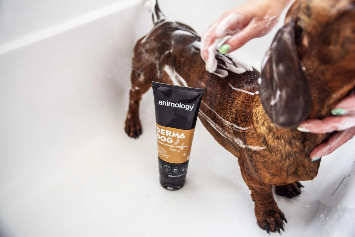 Animology Dermadog Shampoo