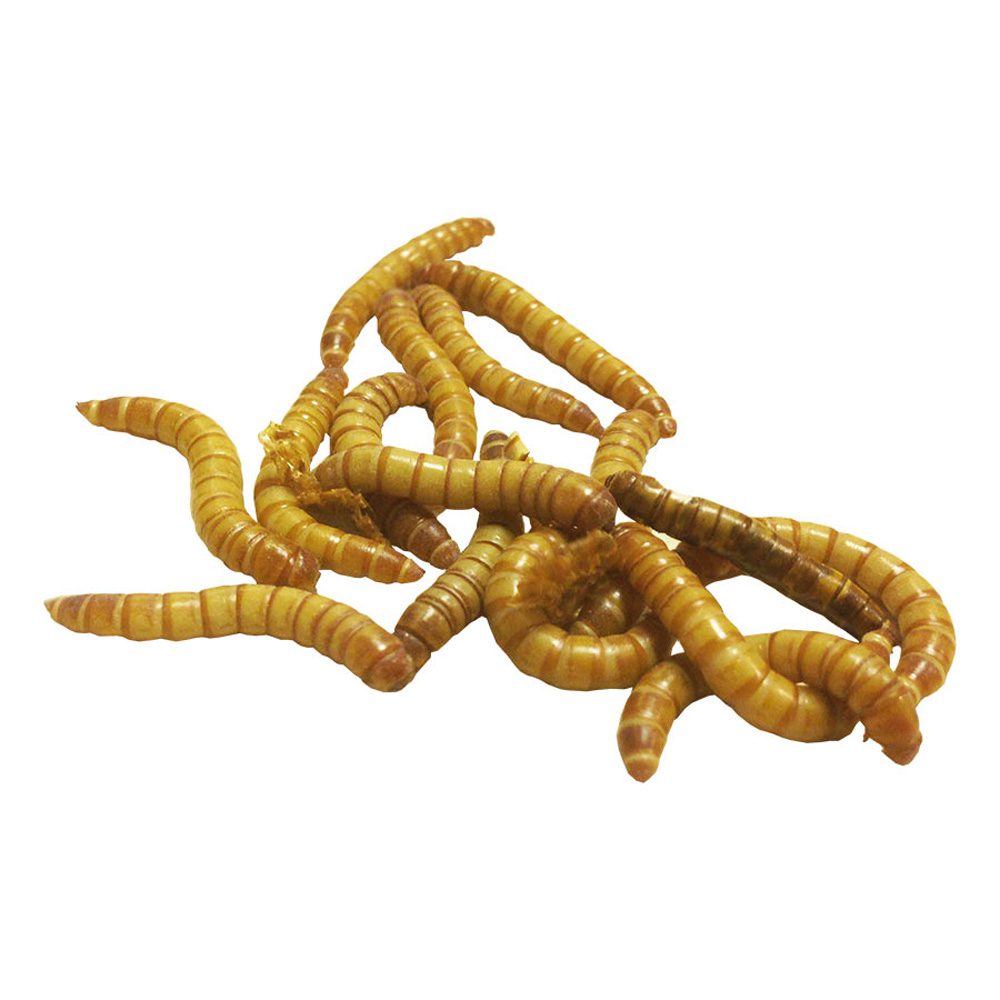 GIANT Mealworms Pre-Pack