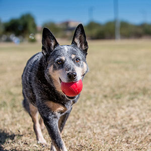 Kong Ball with Hole Natural Rubber Dog Toy