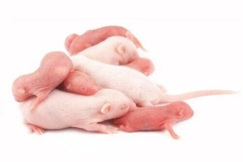 Monkfield Mouse, Small Pinkies 25pack