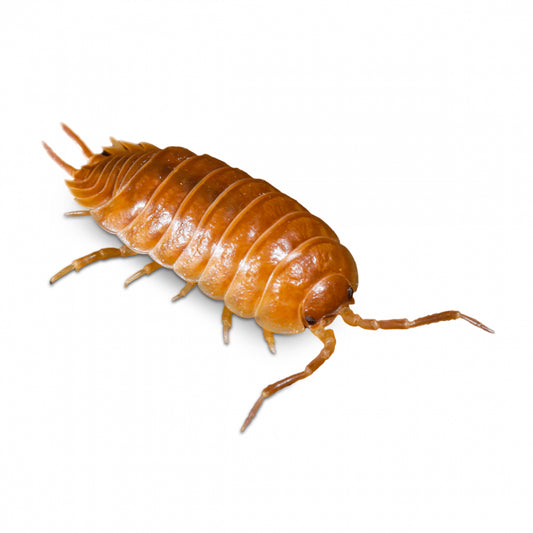 Giant Orange Woodlice Pre-pack