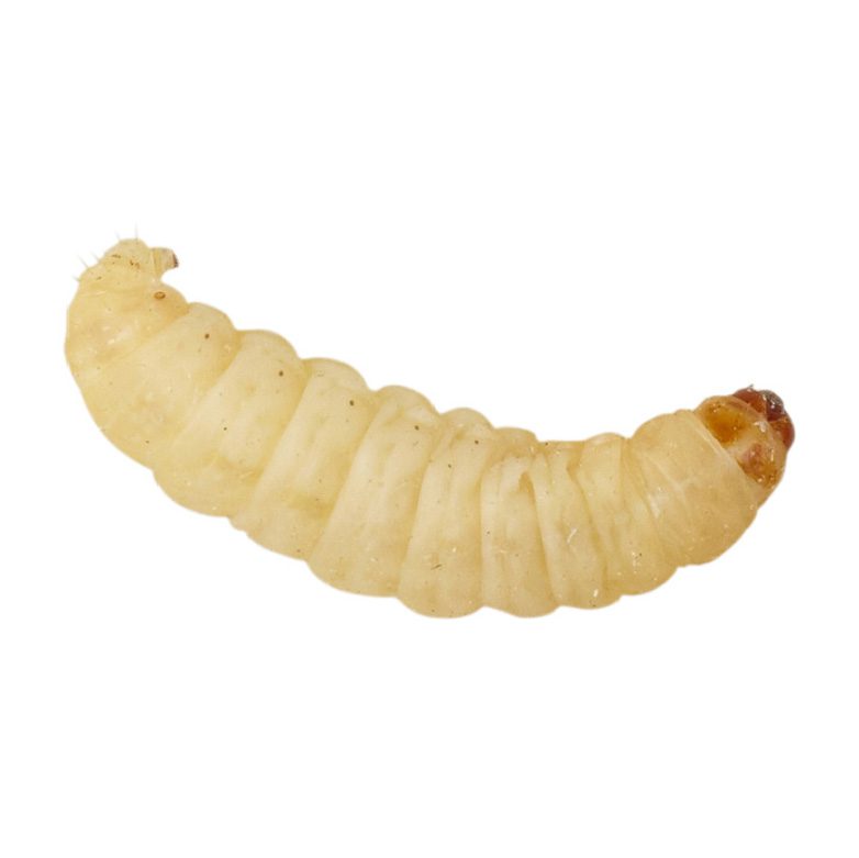 Waxworms BULK PACK 40g